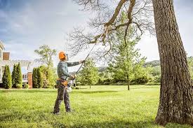 Best Tree Removal Service  in West Palm Beach, FL